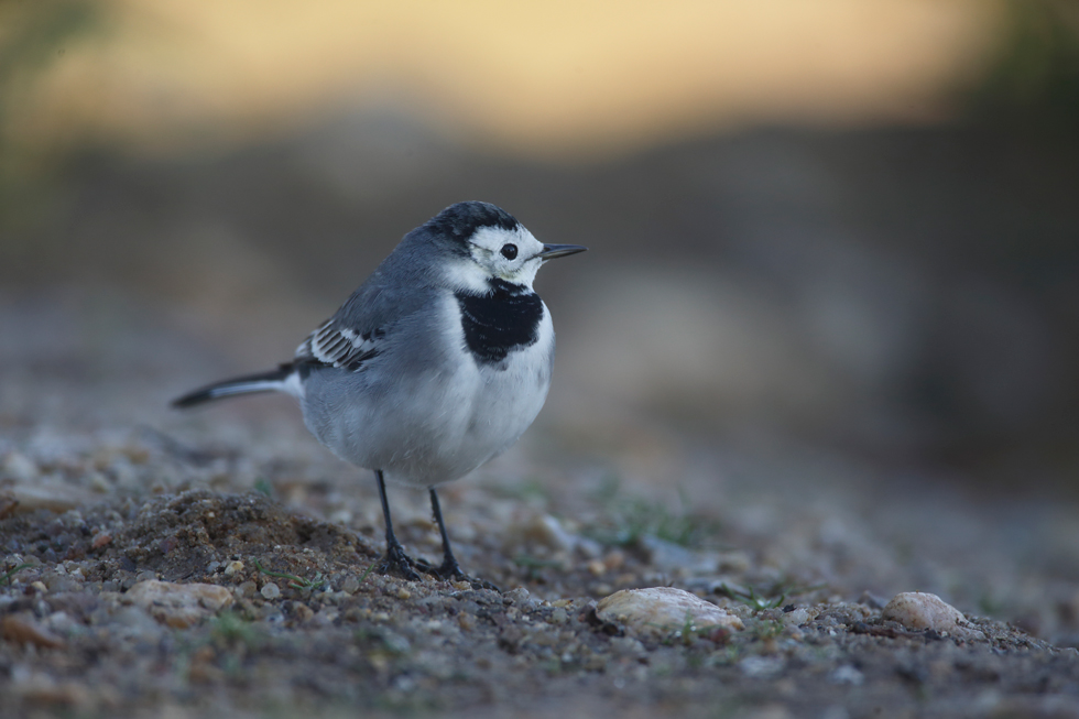 Imagen 13 de la galería de Lavandera blanca